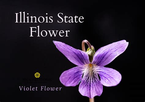 Illinois State Flower - Violet