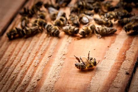 Suspected Case Of Pesticide Poisoning Left Fifty Million Bees Dead In ...