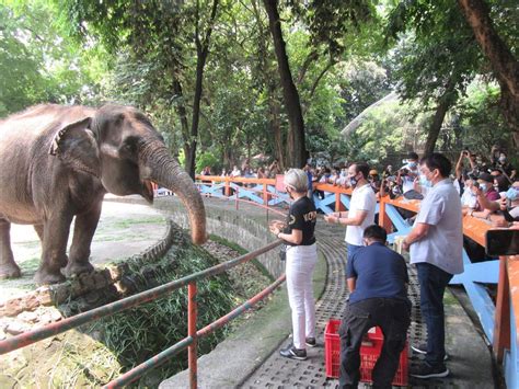 "Manila Zoo will be the best in Asia" - Isko says as Manila Zoo reopens in 2021 - MNLToday.ph