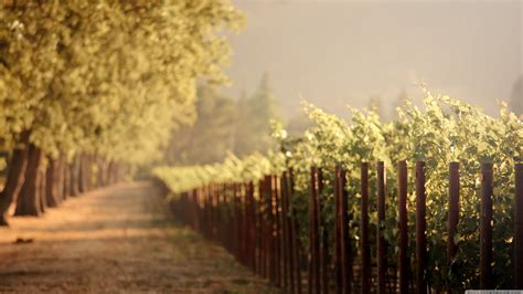 Vineyard Wallpaper (69+ images)