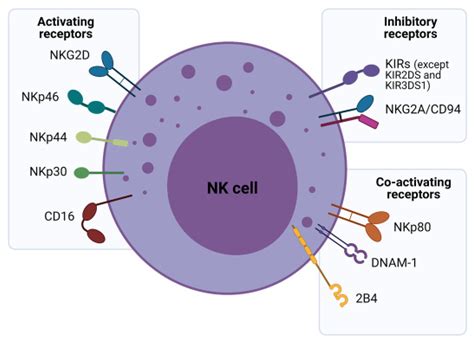 Nk Cells - Natural Killer Cells And Their Role In Immunity European Medical Journal / We did not ...