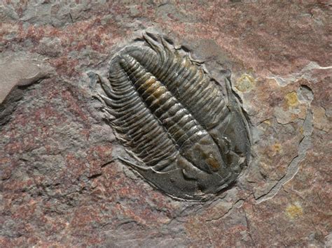 Cambrian Period | National Geographic