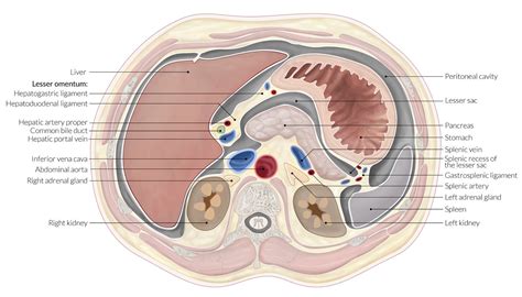 Lesser Sac Ultrasound