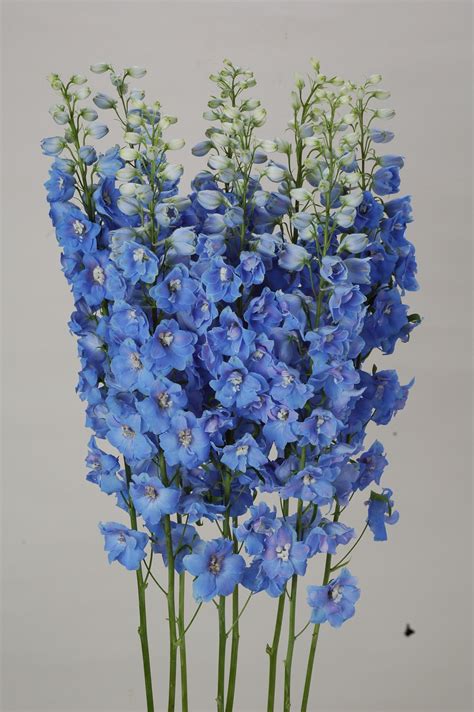 Delphinium F1 Ariel Light Blue | MIYOSHi&CO.,LTD.