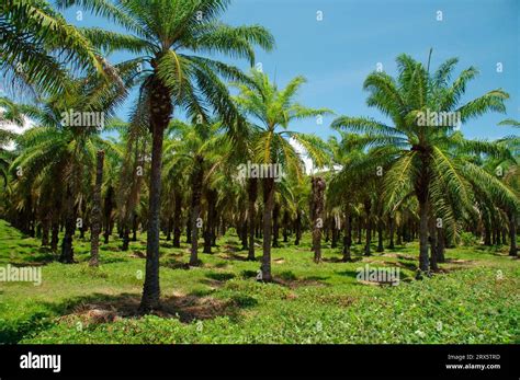American oil palm hi-res stock photography and images - Alamy