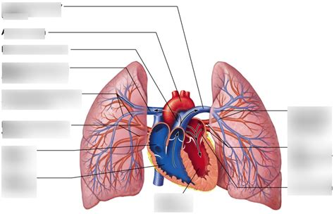 Lesson 5: The pulmonary circulation Diagram | Quizlet