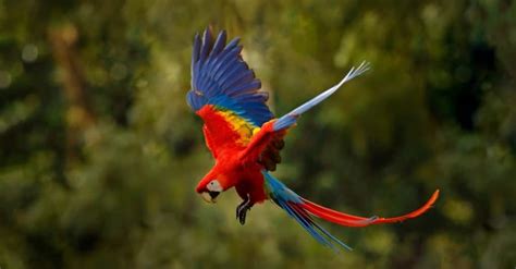 12 Colorful Types of Rainforest Birds - A-Z Animals