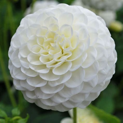 Dahlia White Aster - Rose Cottage Plants