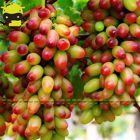 Online Buy Wholesale grapes types from China grapes types Wholesalers | Aliexpress.com