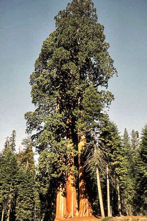 California State Tree California Redwood Coast Redwood Giant Sequoia ...