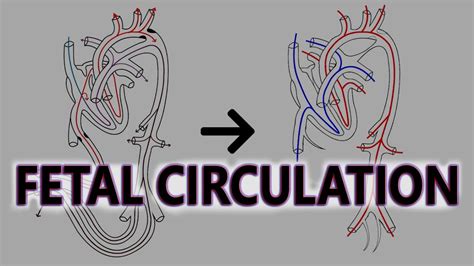 Fetal Circulation (Before and After Birth) ||White Board Animation ...