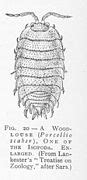 Category:Illustrations of Isopoda - Wikimedia Commons
