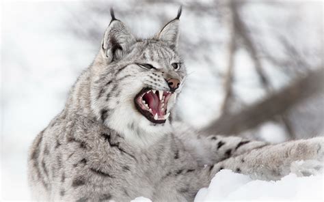 Gray wild cat, animals, lynx, nature, snow HD wallpaper | Wallpaper Flare