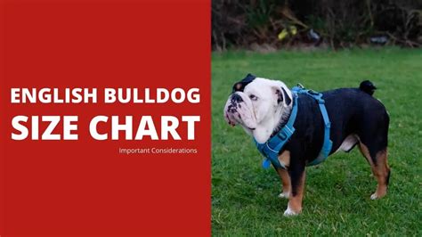 English Bulldog Size Chart: 5+ Important Considerations - Dog Fluffy