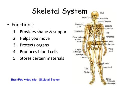 Human Body Systems rrrr.ppt