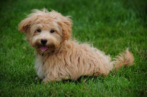 25 Best Mixed-Breed Dogs You'll Love - Parade Pets