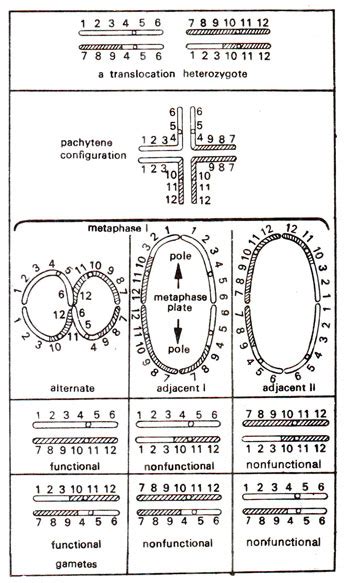 Chromosome Translocations | Structural Changes in Chromosomes