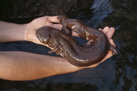 U.S. Giant Salamanders Slipping Away: Inside the Fight to Save the Hellbender