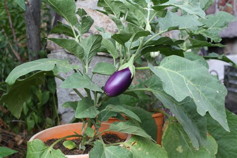 The Edible Garden: The Eggplant Breeding Experiment