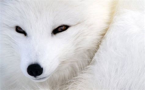 white Fox | White Fox | Pet fox, Clever animals, Arctic fox