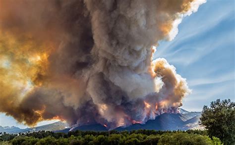 The Effects of Wildfires on Wildlife - 10,000 Birds