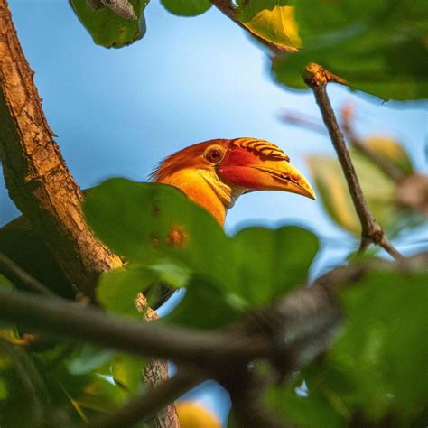 The Narcondam hornbill is endemic to Narcondam Island, a tiny volcanic ...