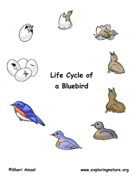 Bird Life Cycle (Eastern Bluebird)