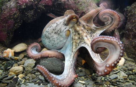 Octopus-Inspired Camouflage: New Material Can Trick Heat-Sensing Cameras - Newsweek