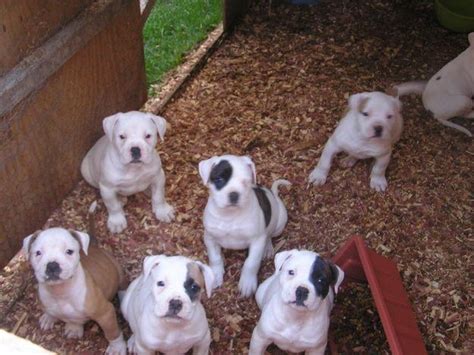 American Bulldog Puppies: 5 Tips for Taking Care of Them The Right Way