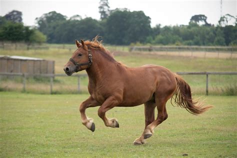 Suffolk Punch Horse Breed Profile - Appearance, History & Common Uses ...