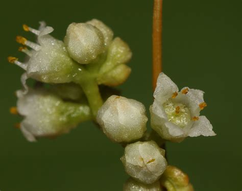 Cuscuta L. | Plants of the World Online | Kew Science