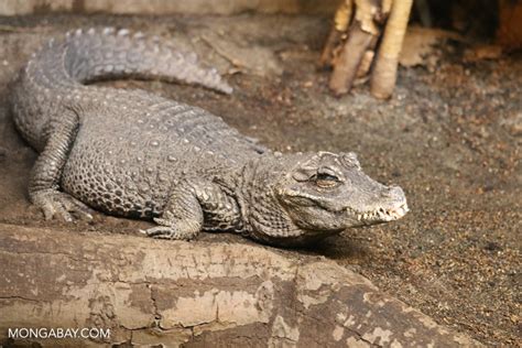 African dwarf crocodile (Osteolaemus tetraspis)