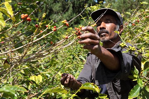 WRI on how coffee farmers can adapt to climate change - BeanScene