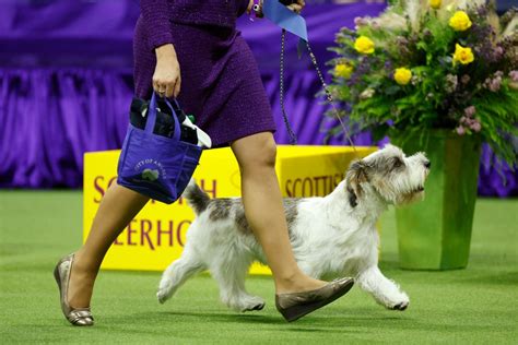 Westminster dog show 2023 group winners: These breeds are dominating