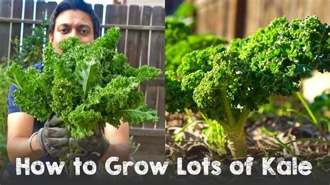 A Beginner's Guide to Growing and Harvesting Kale — Daisy Creek Farms