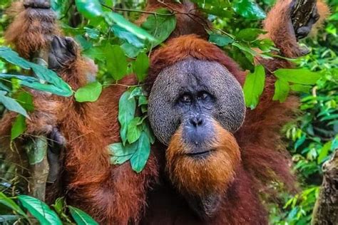 Tiket ONE DAY JUNGLE TREKKING 6-7 hours (see orang utan) + RAFTING in ...