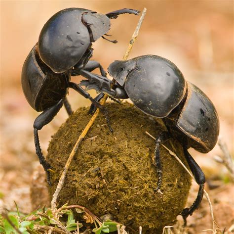 The Outsize Allure of South Africa's Flightless Dung Beetle | Dung ...