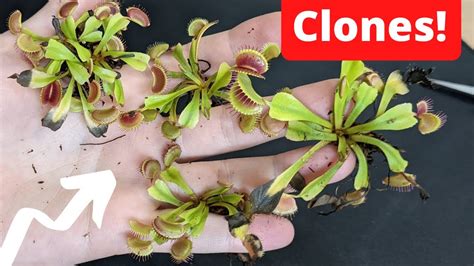 How to Divide a Venus Flytrap - Rhizome Division Propagation 🌱 - YouTube