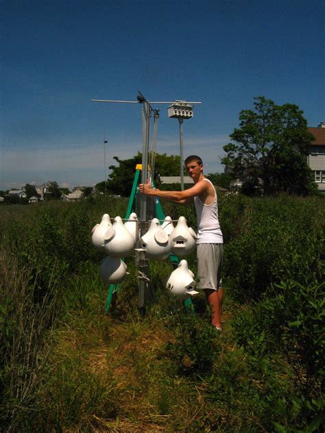 Connecticut Audubon Society: Purple Martin Gourds are up at Milford Point!