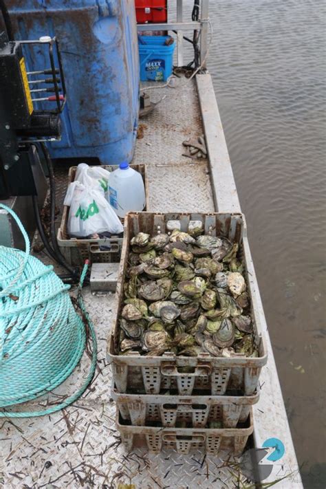 Oysters | Zapco Aquaculture Oyster Farming Equipment