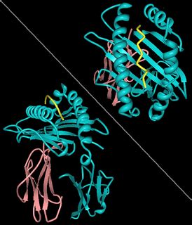 Protein subunit - Wikipedia