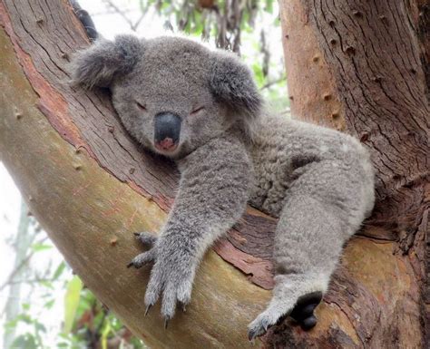 1521 best KOALA Little AUSSIE Cuties images on Pinterest | Koala bears ...