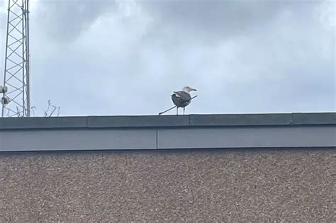 Seagull spotted with arrow through body outside Ayrshire health centre ...