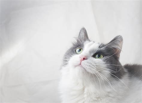 15 Grey And White Cat Breeds - Four Paw City