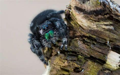 What Do Baby Jumping Spiders Eat? - The Spider Blog