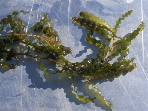 Potamogeton crispus Profile – California Invasive Plant Council