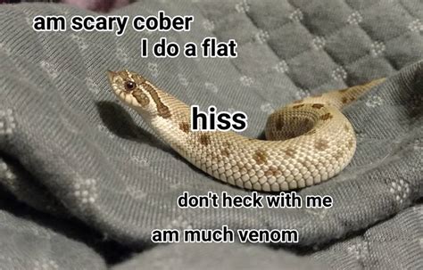 Don't heck with me | Snek | Know Your Meme