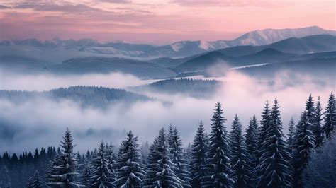 Slovakia Wallpaper (Snow, Pine trees) #6481