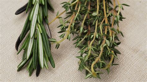 What Is The Difference Between Thyme And Rosemary | Storables