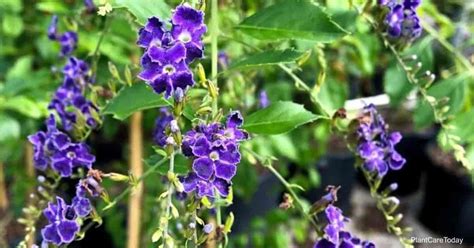 Duranta Erecta Care: Tips On Growing The Golden Dewdrop